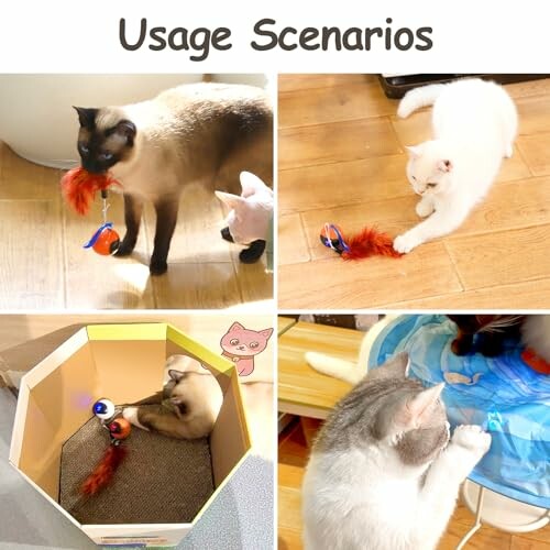 Cats playing with feathered toys in various scenarios